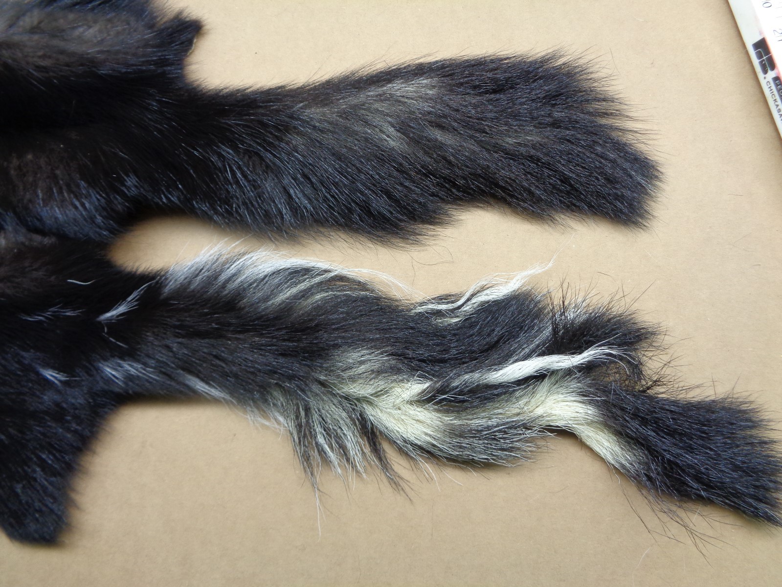 Professionally Tanned V Stripe Skunk hide/skin/fur/gag gift/prank/Harley gear