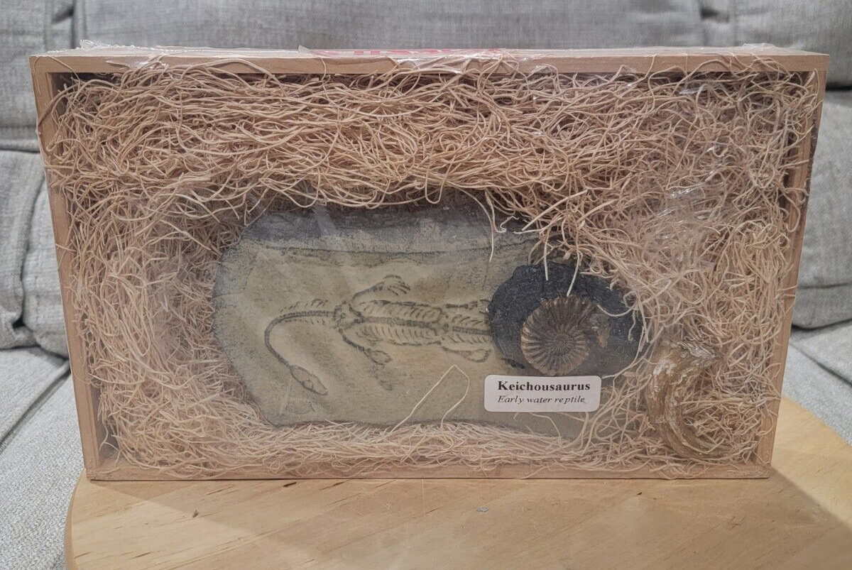 GeoCentral Keichousaurus, Ammonite, Raptor Claw - Fossils Replicas From The Past