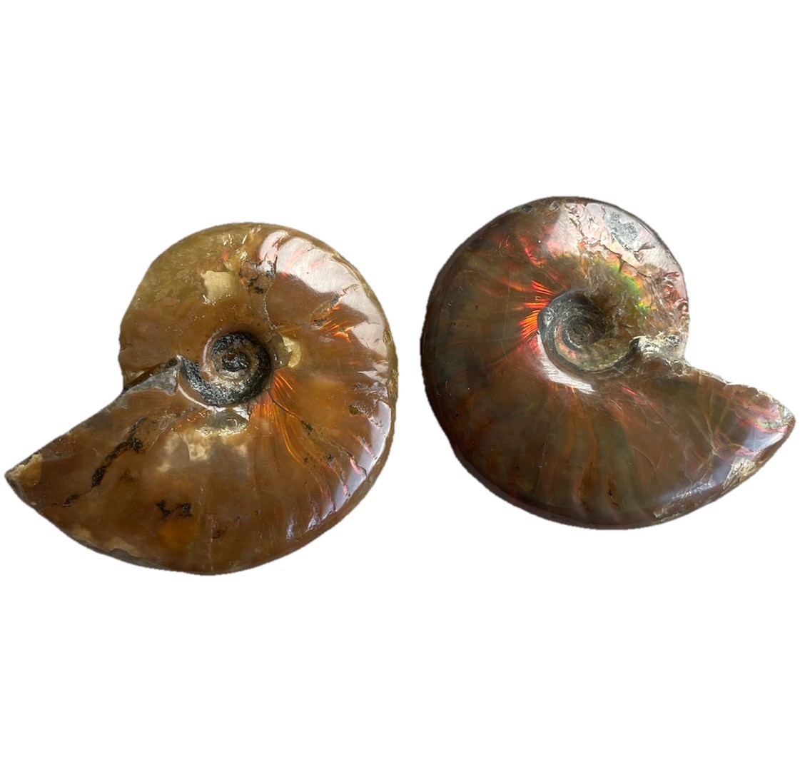 Pair Of Opalized Ammonite Fossils From Madagascar Colorful Fossil Specimens