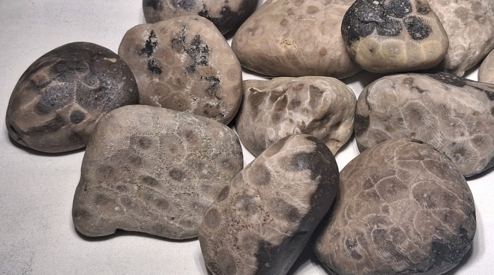 Michigan Petoskey Stone Lot 2 Pound Unpolished Natural Great Lakes Fossil Coral