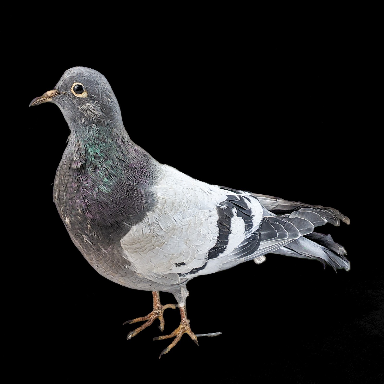 Rock Pigeon bird c livia dove collectible Taxidermy Oddity Curiosity decor gift