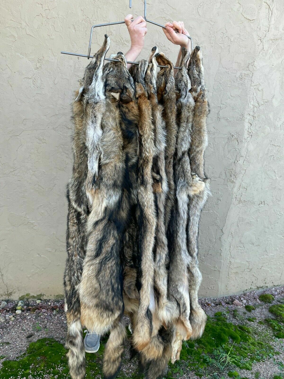 Tanned coyote pelt, fur, brush wolf, professional tan Canis latrans easterncoy