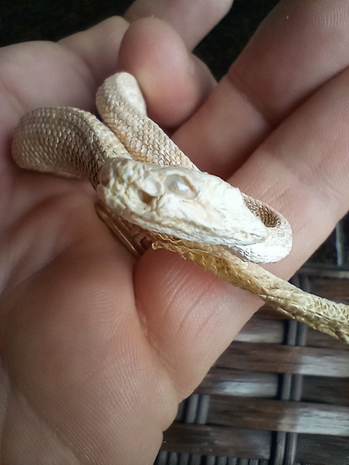 Real Snake Taxidermy - Preserved Reptile Specimen - Mummified Rattlesnake Baby