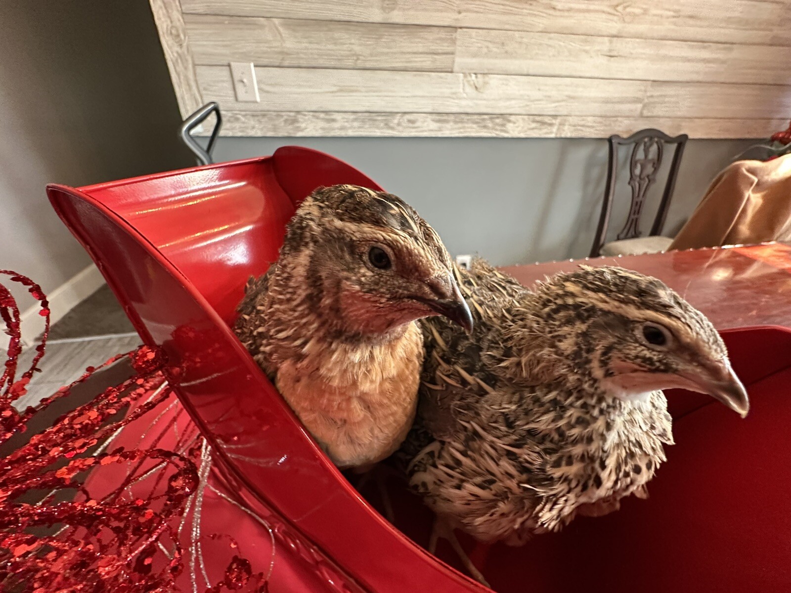 36 Coturnix Quail Fertile Hatching Eggs, NPIP Certified Game Farm