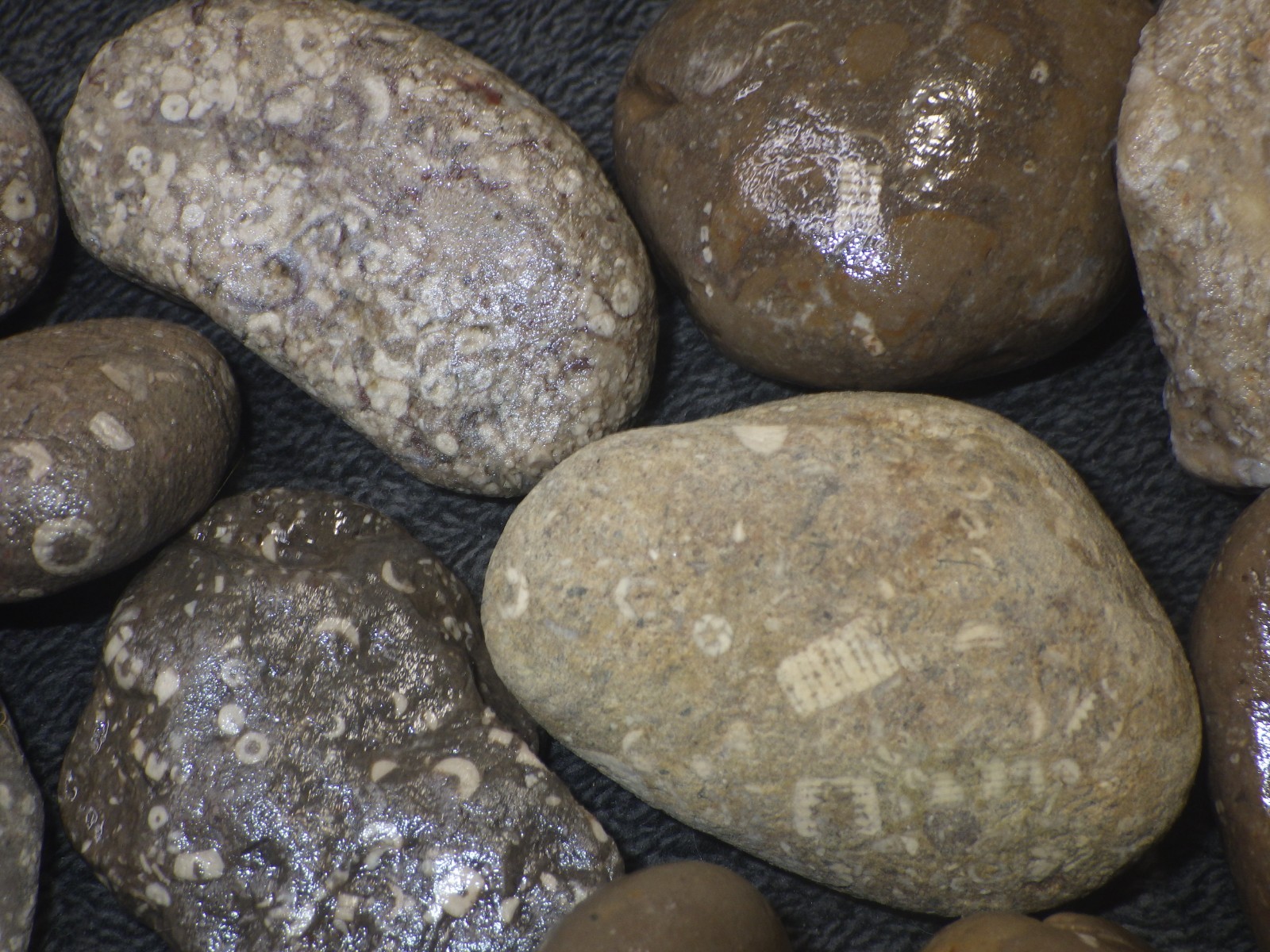 Crinoids Stones Fossils