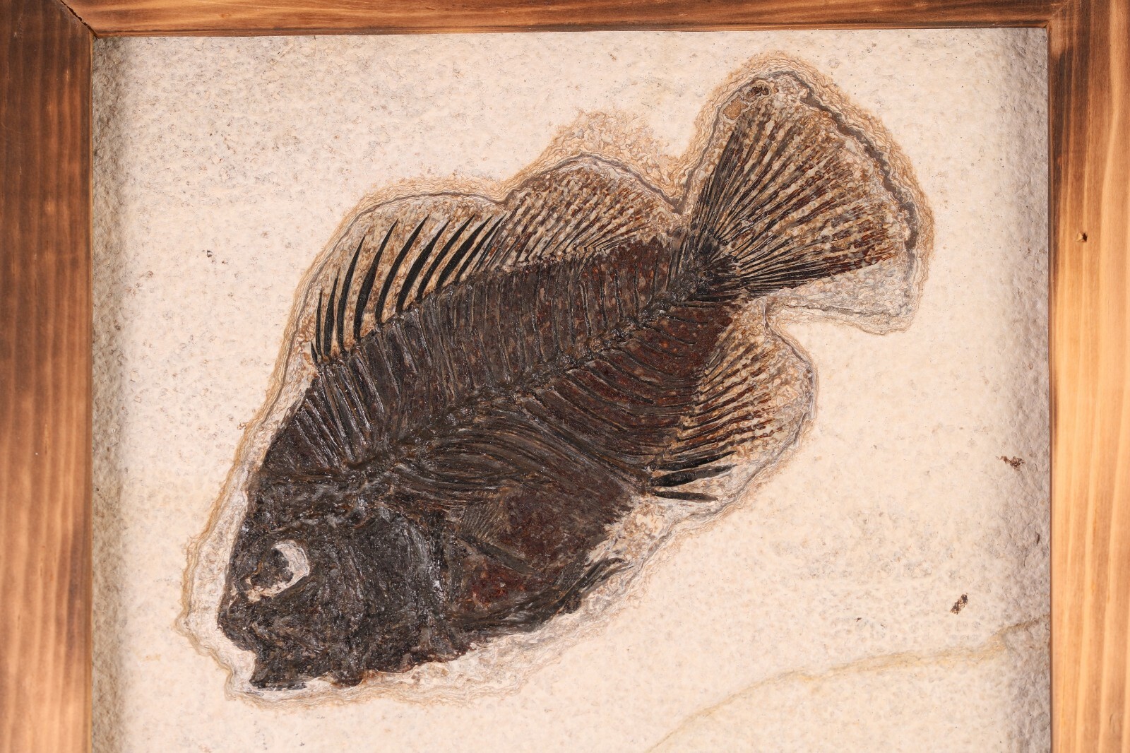 Fossil Fish Superb 5" Cockerellites Green River Formation Wyoming WY COA 10707