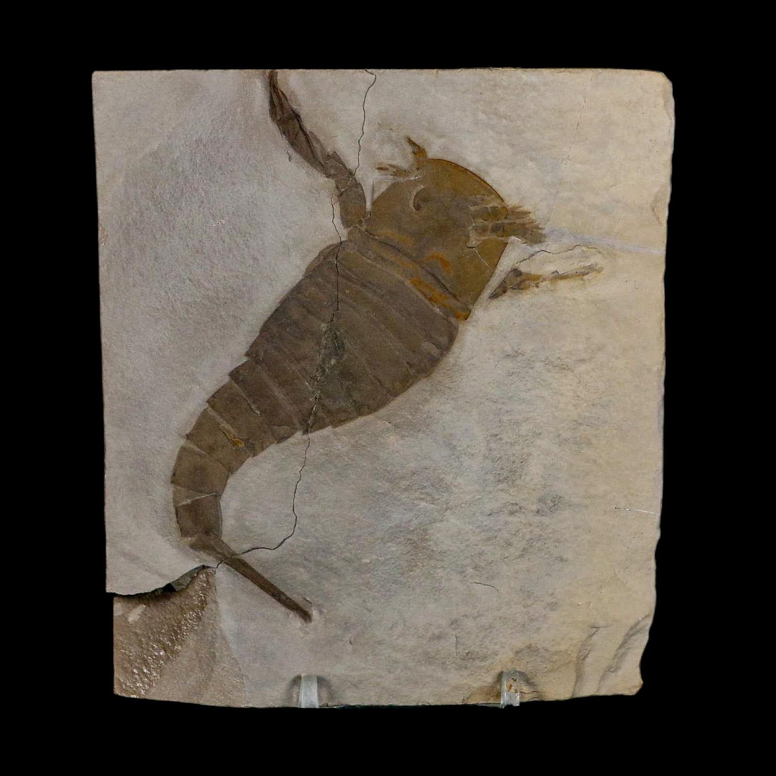 4.2" Eurypterus Sea Scorpion Fossil Eurypterid Silurian 420 Mil Yrs Old New York