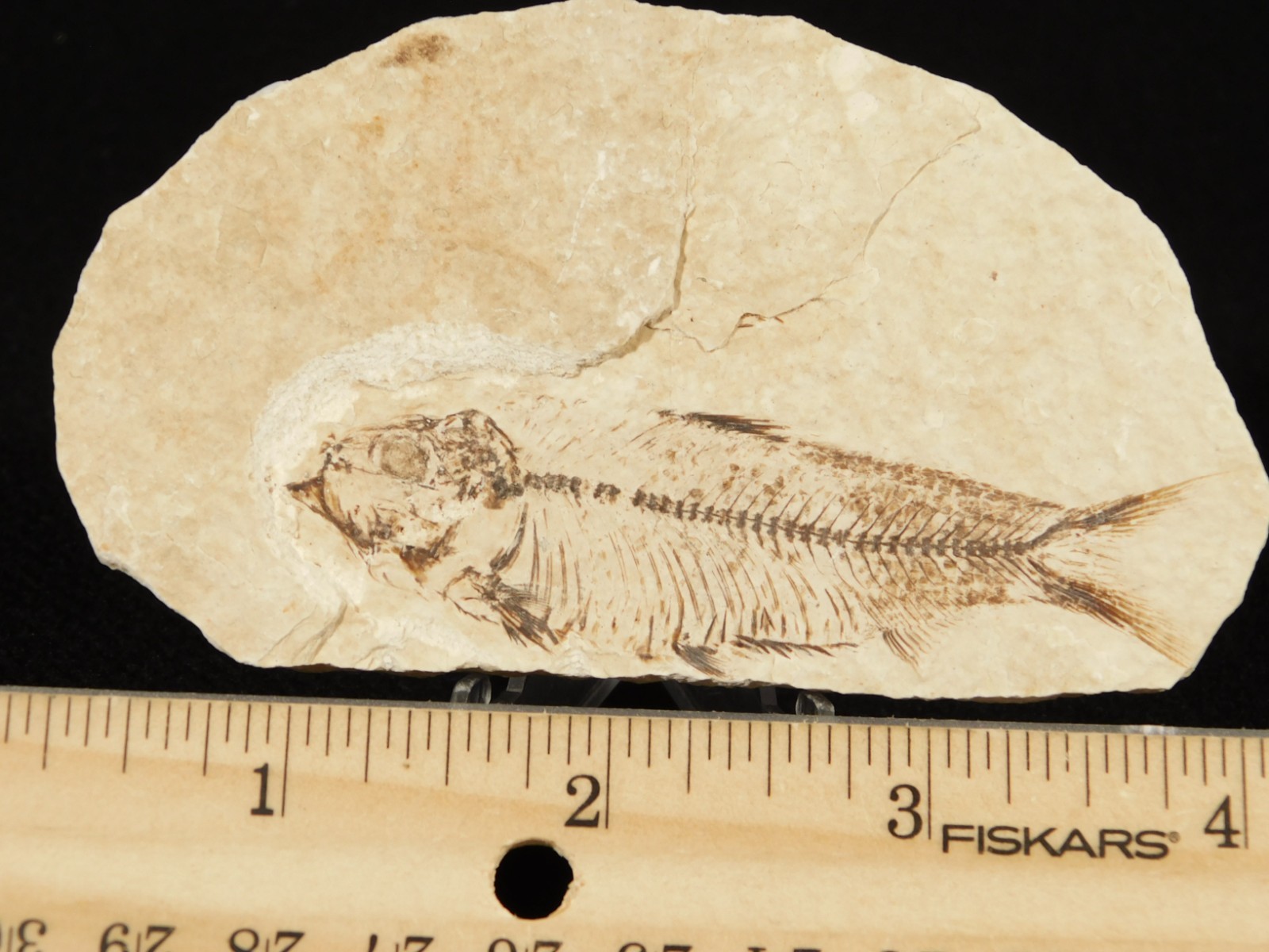 X-RAY BONES! Knightia FISH Fossil From Fossil Lake Wyoming 48.6gr