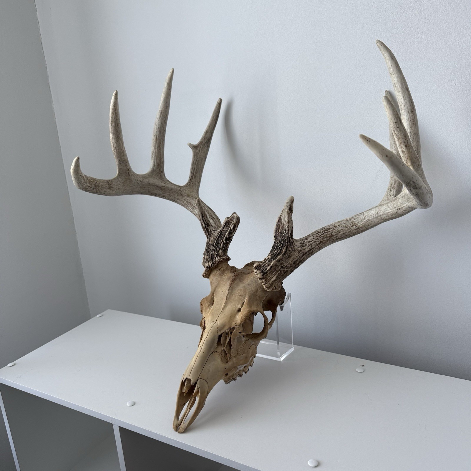 Wild 12 Point Whitetail Deer Antler Rack Horn Skull European Mount Man Cave 151"