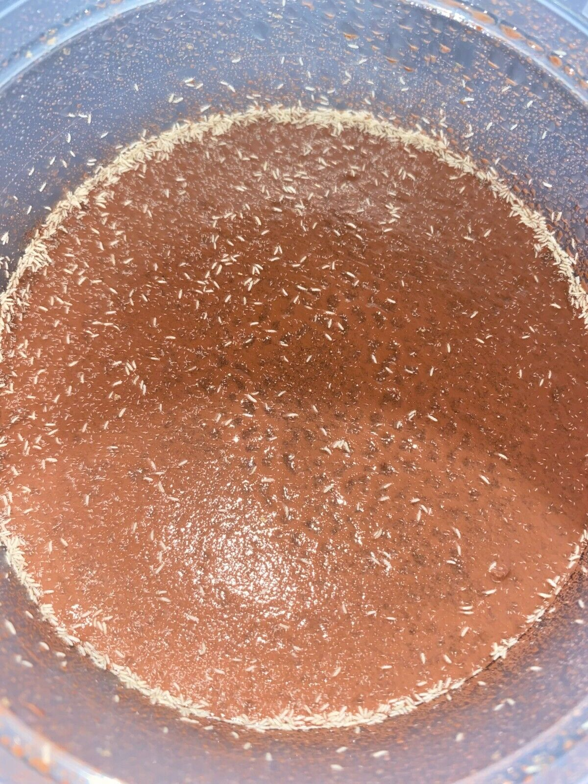 500+ Tropical White Springtails / Clay Culture / 8oz - FREE SHIPPING