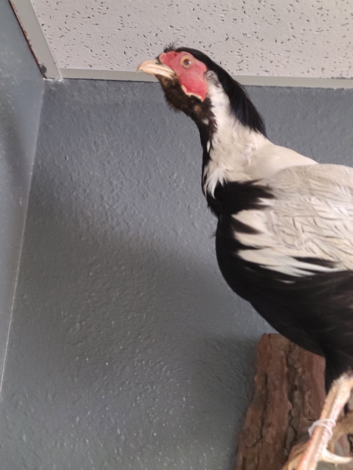 Silver Pheasant Hanging Mount