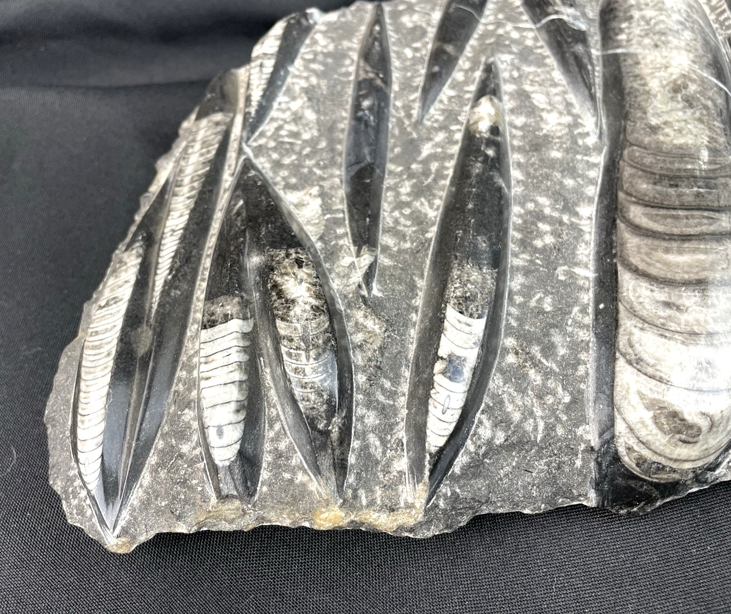 10 lbs Block of Polished Petrified Sea Life Fossil Devonian Orthoceras 9" x 12"