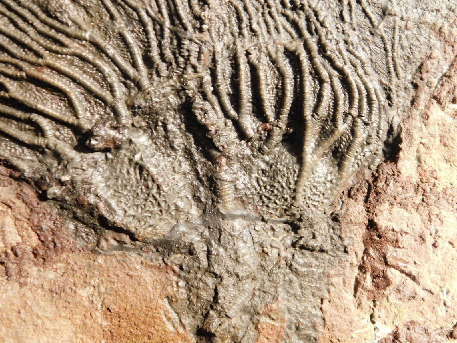 TWO BIG! 430 Million Year Old! CRINOID Fossils or Sea LILY Fossil Morocco 1565gr