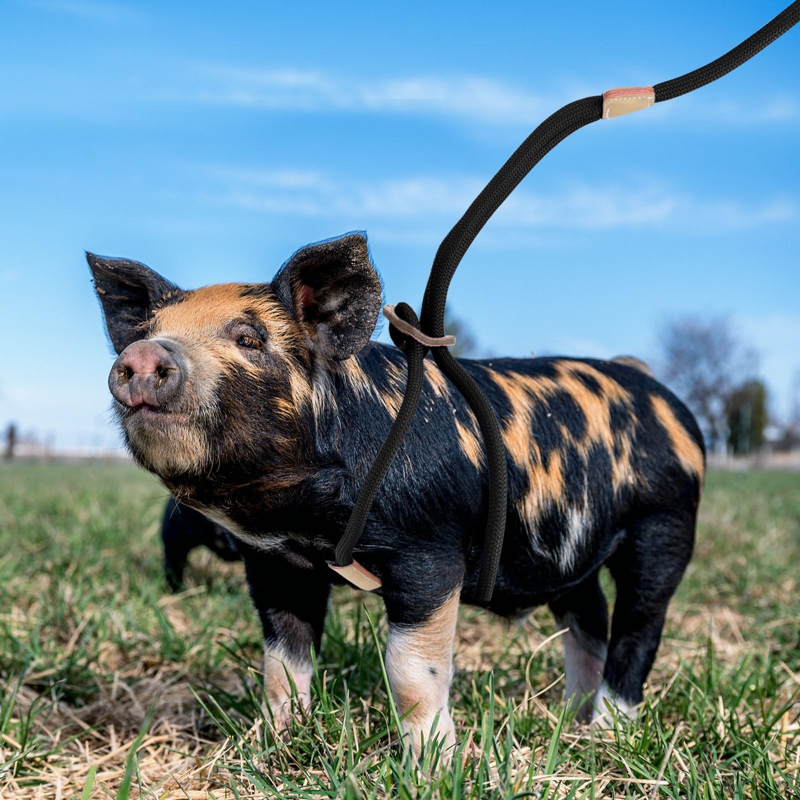 Pig Harness with Adjustable 8 Feet Leash for Small to Medium Pet Pigs Pet