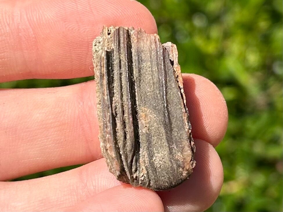 Fossil Horse Tooth Equus Pleistocene Ice Age Mammal Texas City Dike