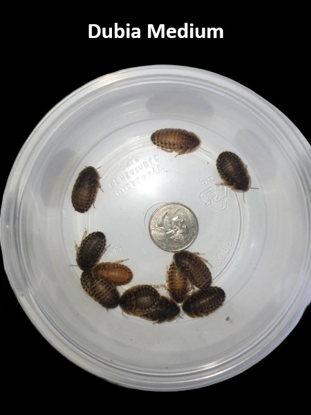 Live Dubia Roaches S/M/L Qty 50-1000| Free Shipping | Live Arrival