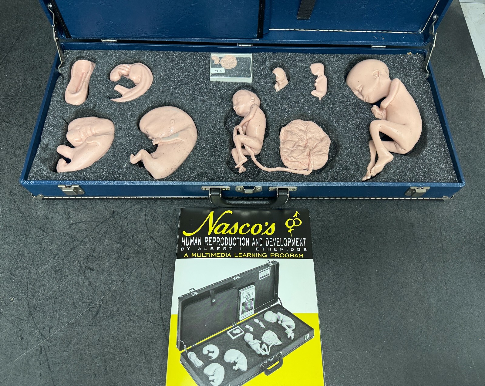 Life Form Replicas Human Reproduction And Development Fetus Model Silicone Baby