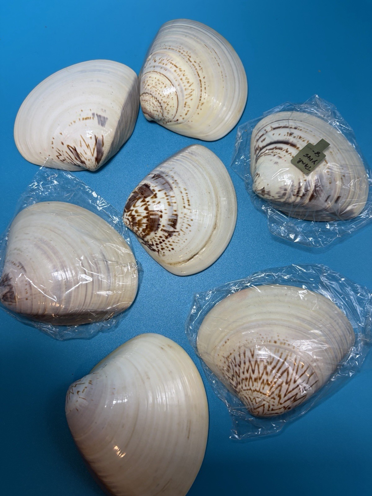 Meiji Period Real Natural Lacquered Seashells Lot Of 7