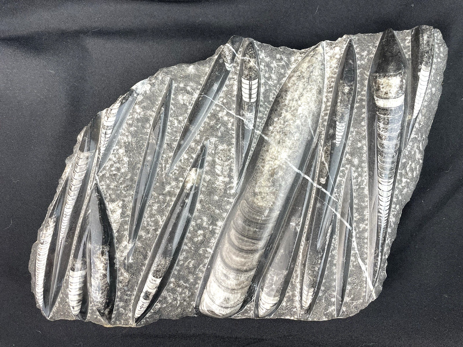 10 lbs Block of Polished Petrified Sea Life Fossil Devonian Orthoceras  9" x 12"