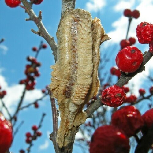 20 Freshly Harvested Carolina Praying Mantis Egg Cases Fresh Picked 2026 season.