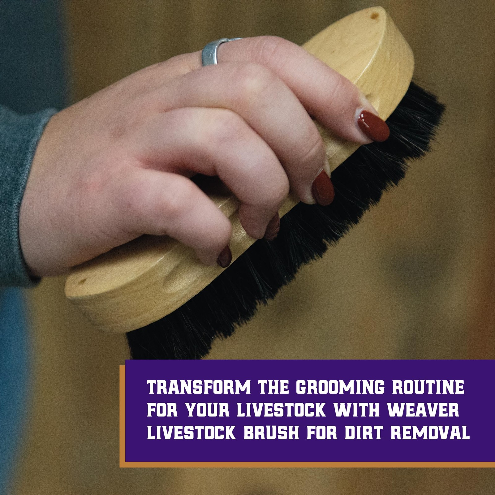 Grooming Brush for Goats, Sheep, Pigs, Cattle Stiff Bristles for Dirt Removal
