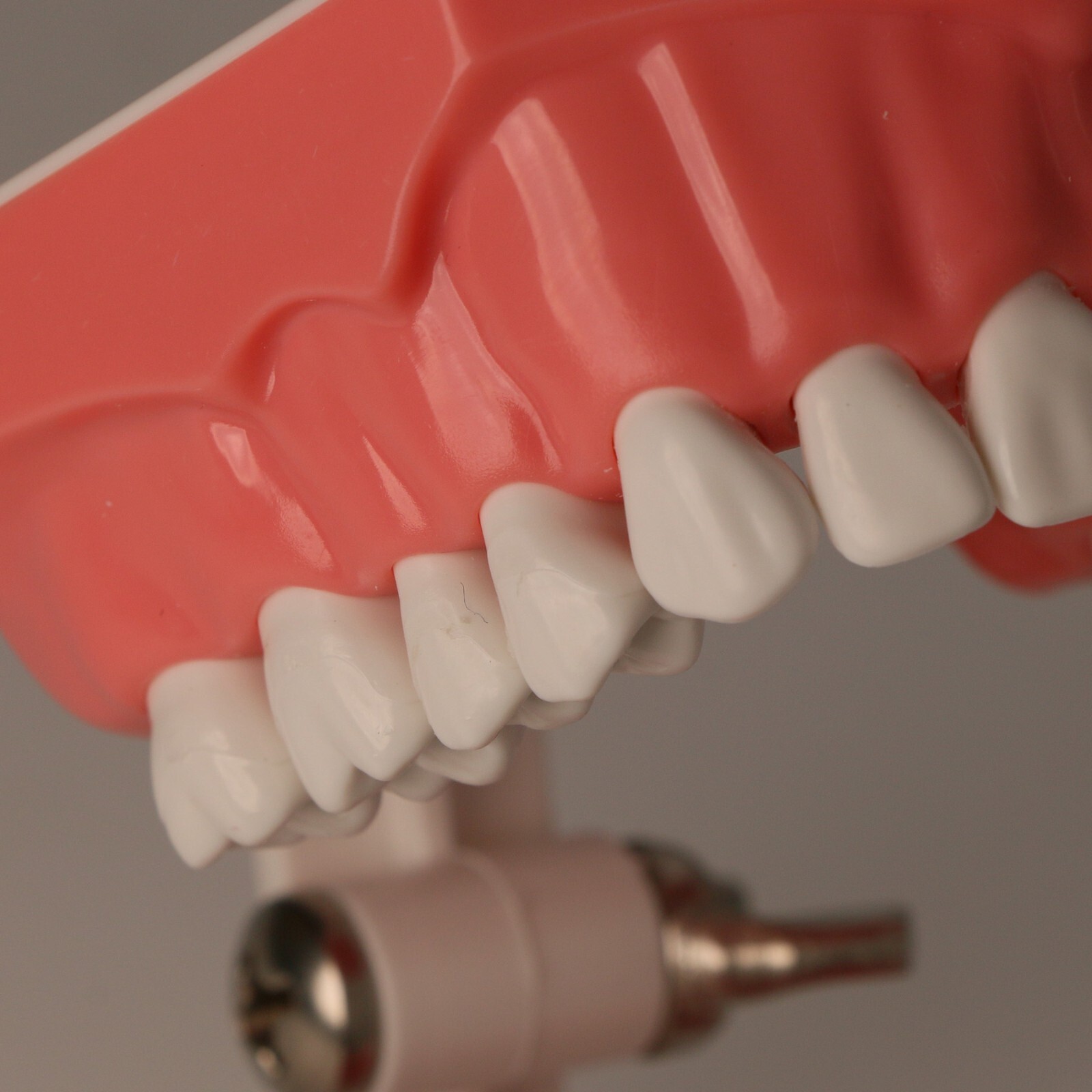 Dental Typodont Teeth Model Brushing Flossing Practice Teaching Model M7010-1