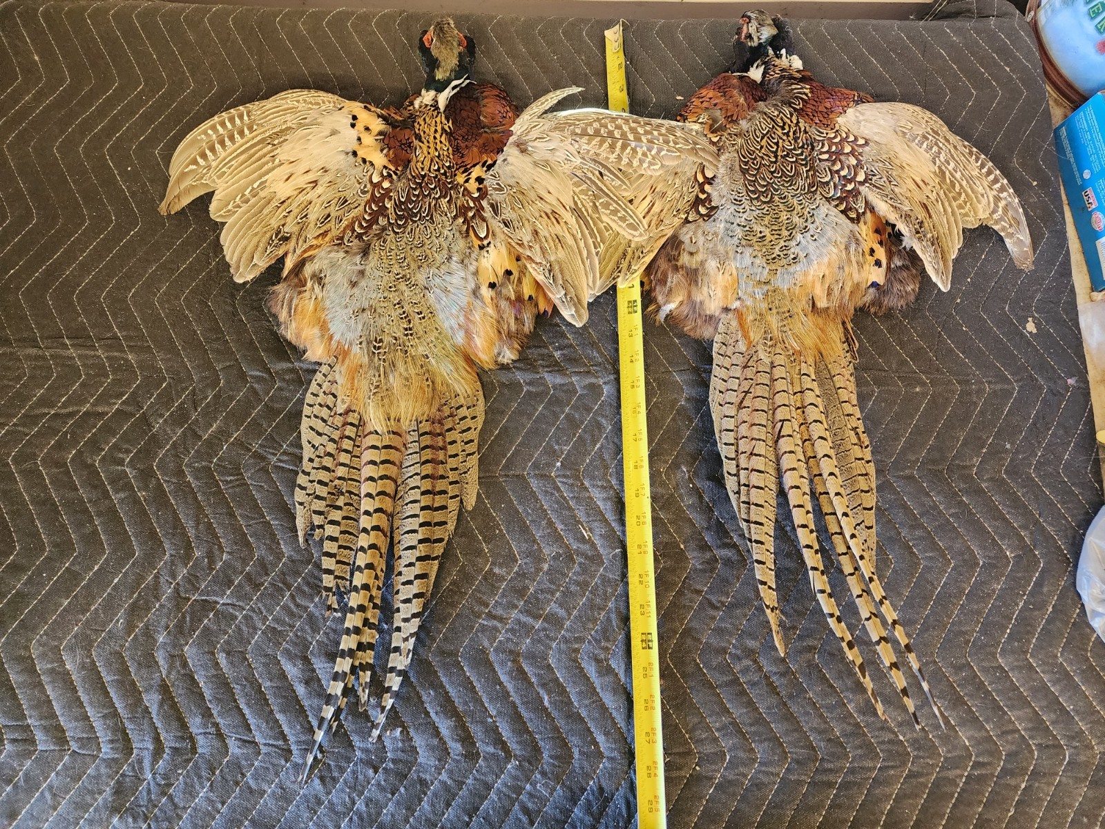 2 Ring Necked Pheasant Pelt Feathers Fly Fishing Material Dog Training Crafts