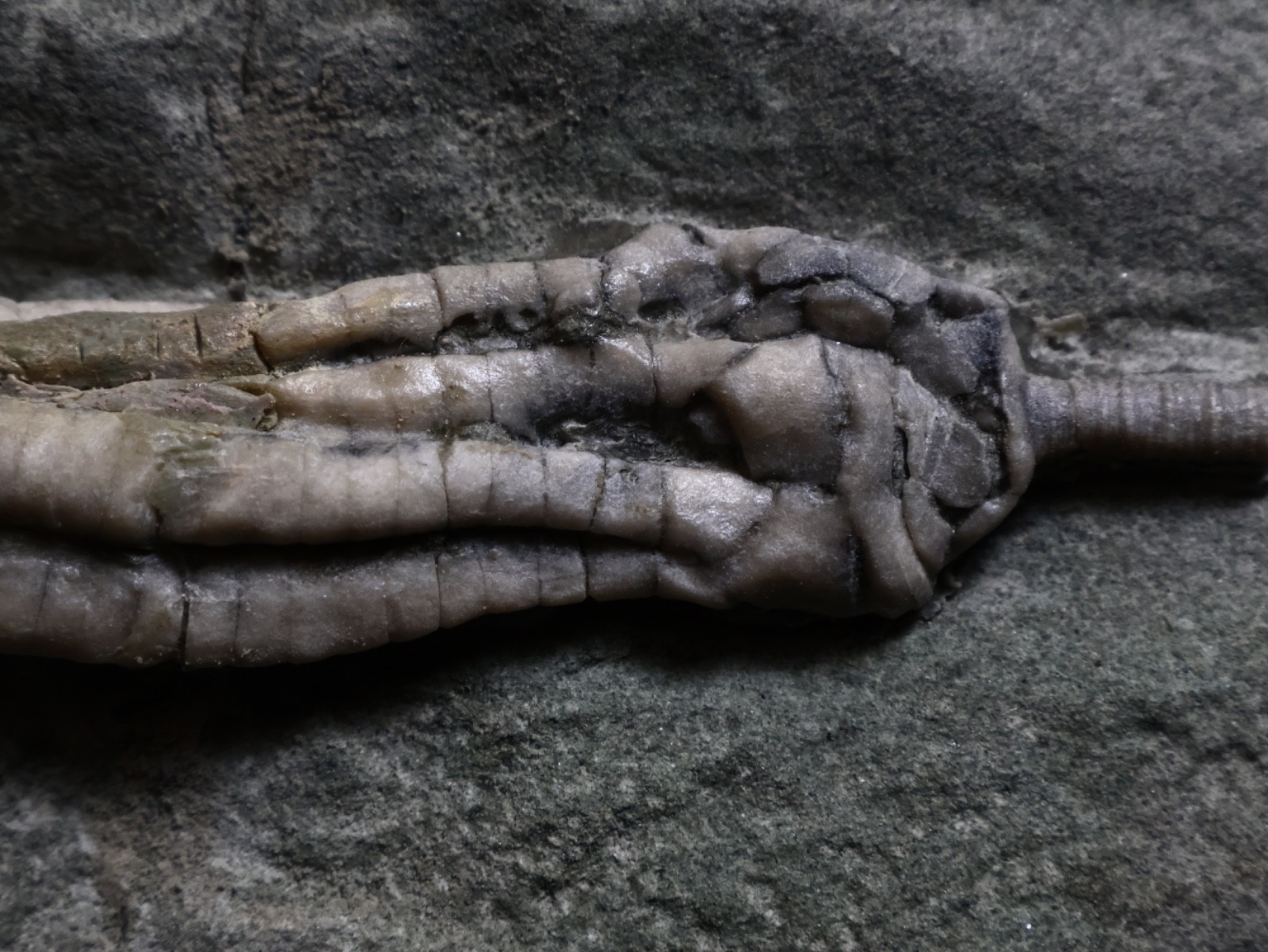 Two Scytalocrinus decadactylus Fossil Crinoids, Crawfordsville, Indiana