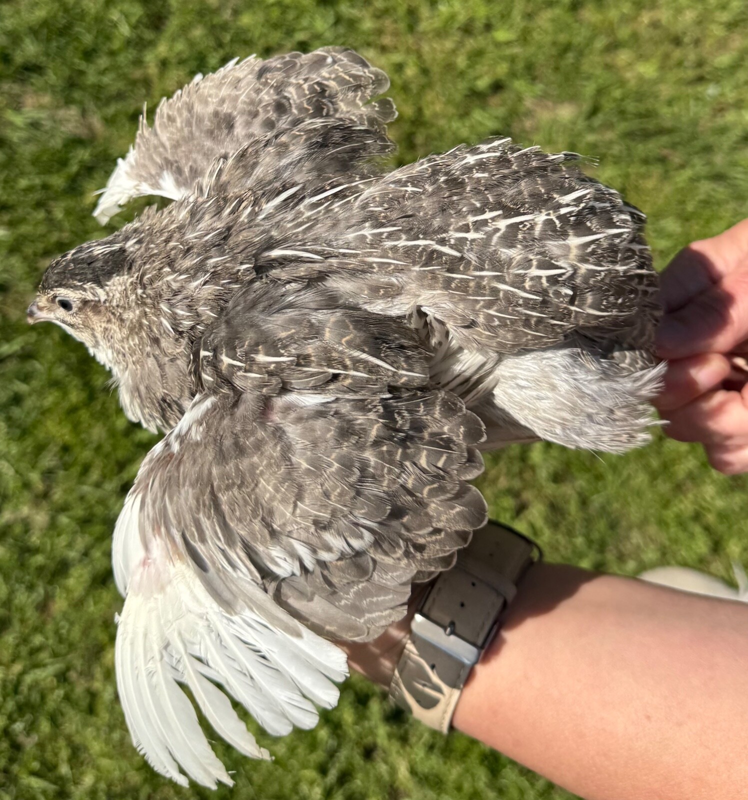 30+ RARE COLORS Coturnix Quail Hatching Eggs NPIP AI Free