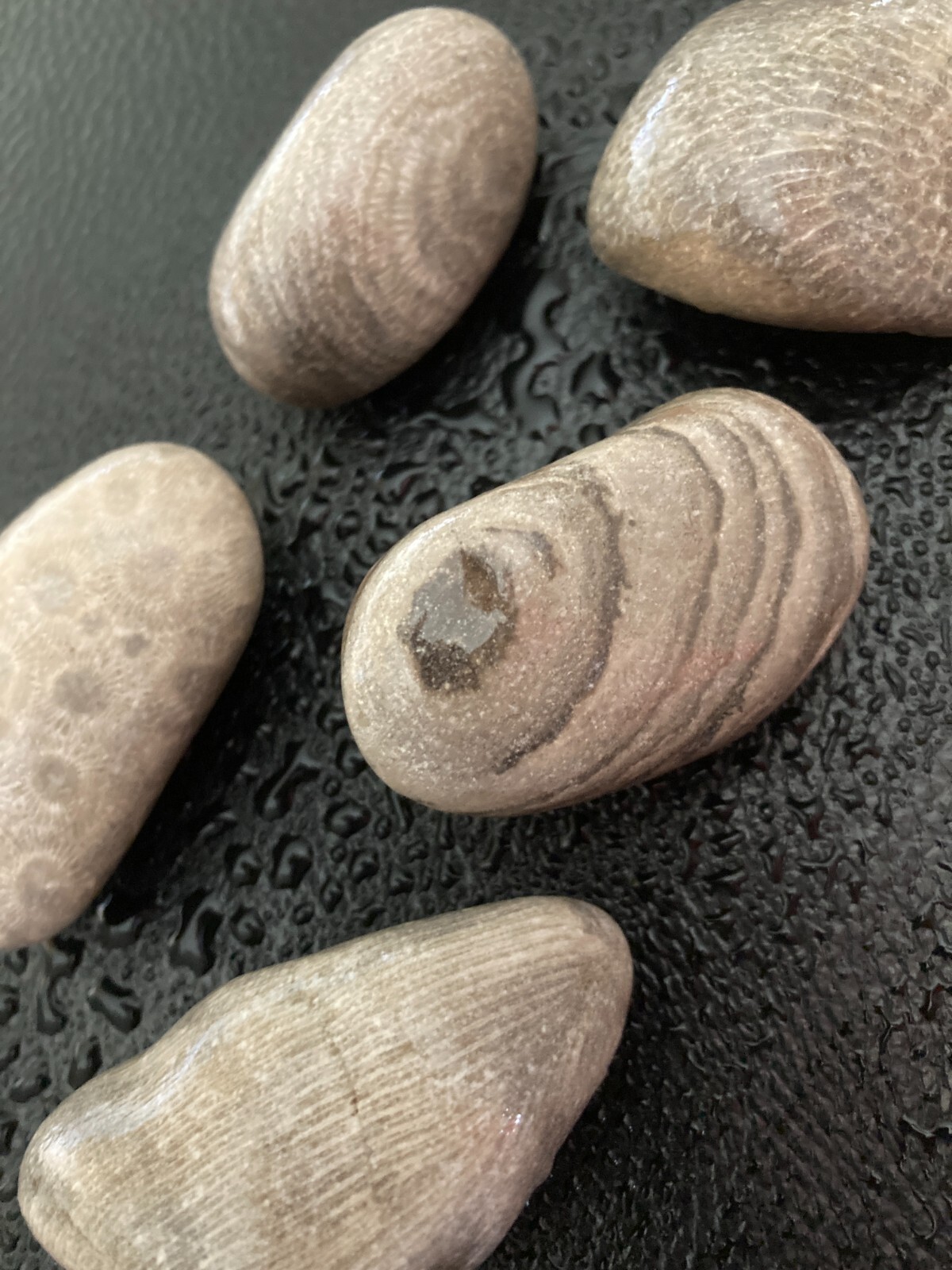 5pc Michigan AMAZING Fossils -Petoskey & Charlevoix Stones Rugosa Stromatoporoid