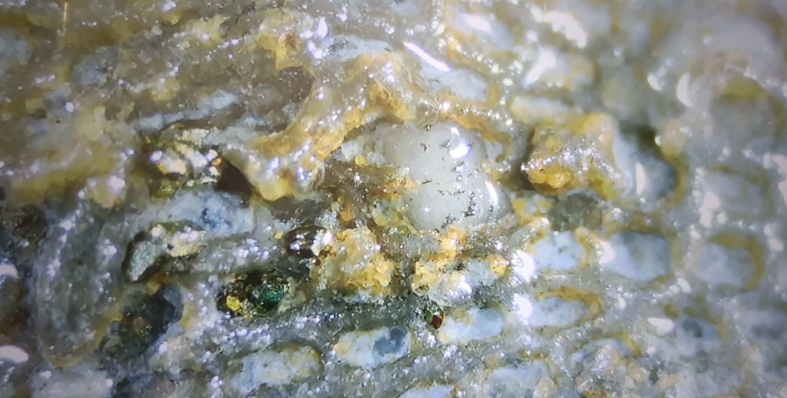 Silurian Sea Bed Fossil NW Ohio