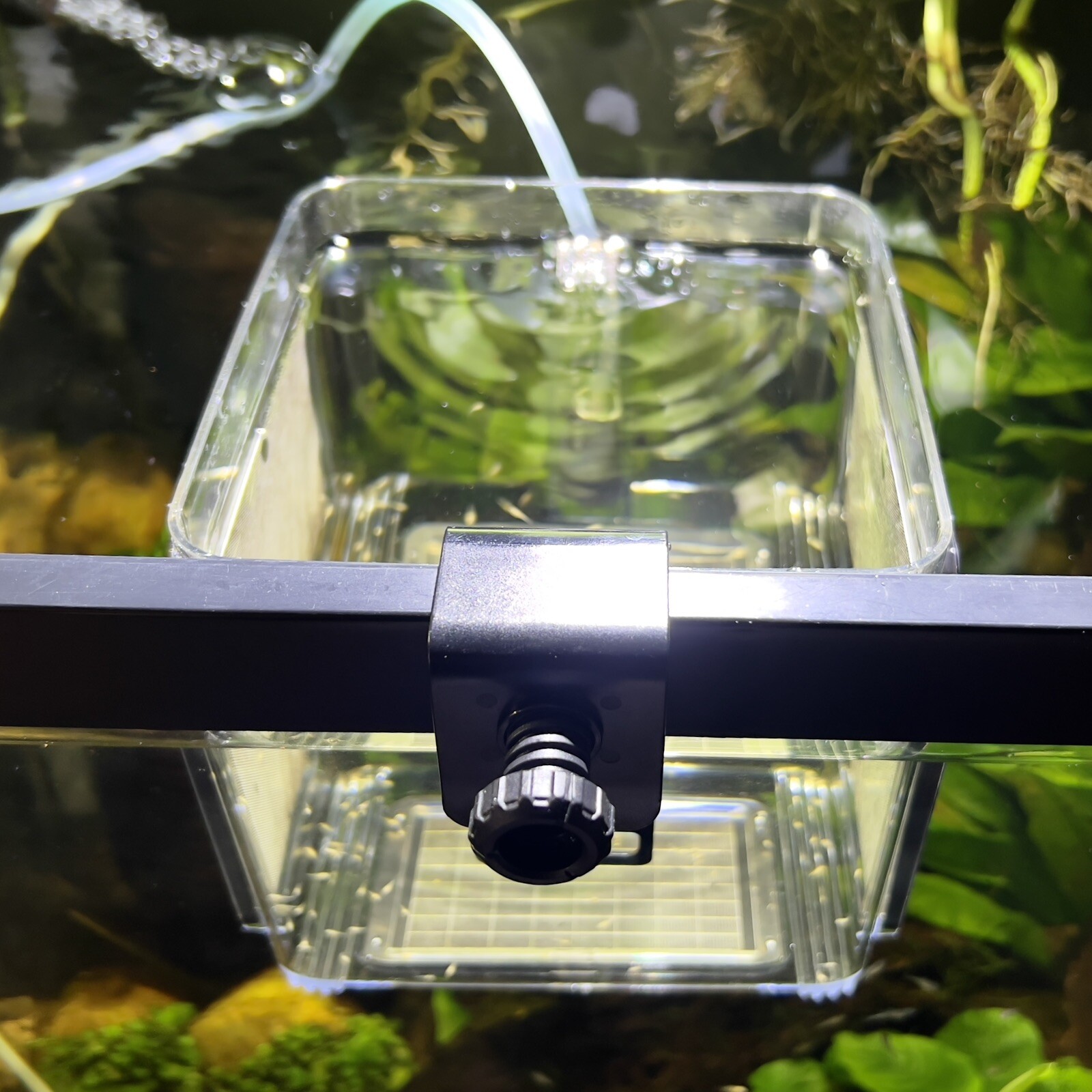 Fish Breeder Box Hatchery/Livebearer Hang-On Rimmed or Rimless Tank - FREE SHIP!