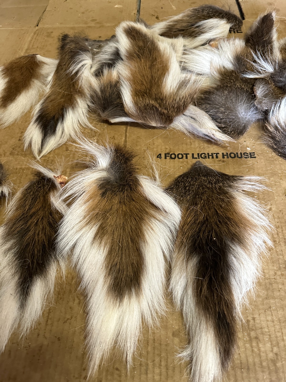 " WEEKLY SPECIAL " 2 DEER TAILS ( READ DISCRIPTION ) 10 INCH PLUS AIR DRIED