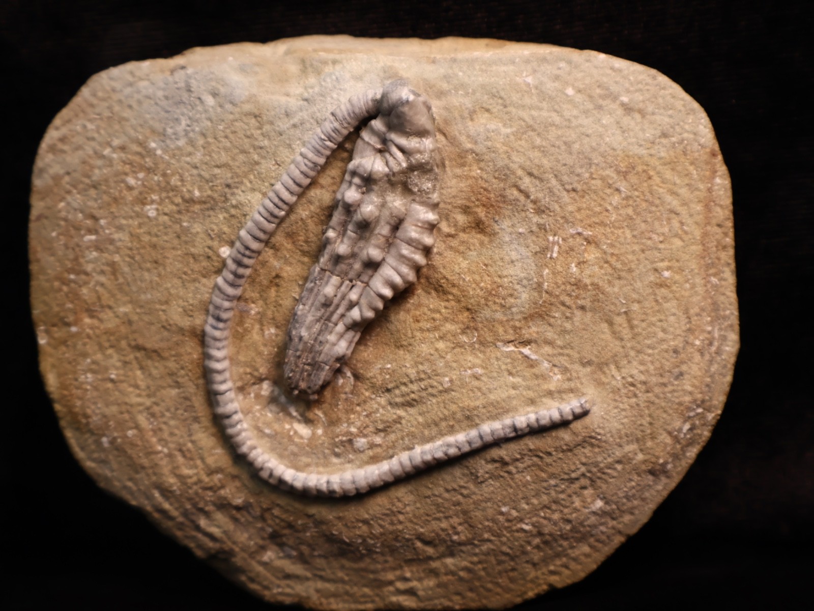 Wound Up Fossil Crinoid, Crawfordsville, IN