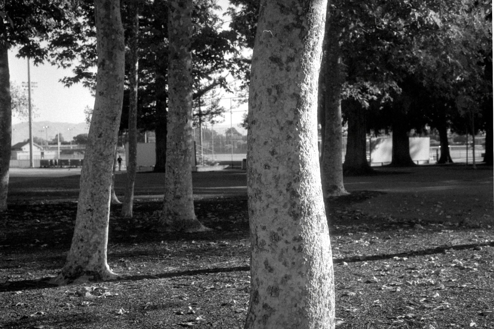 35mm Camera Film (3 Pack, 24 exp) - Kodak SO-078 BW Negative Film