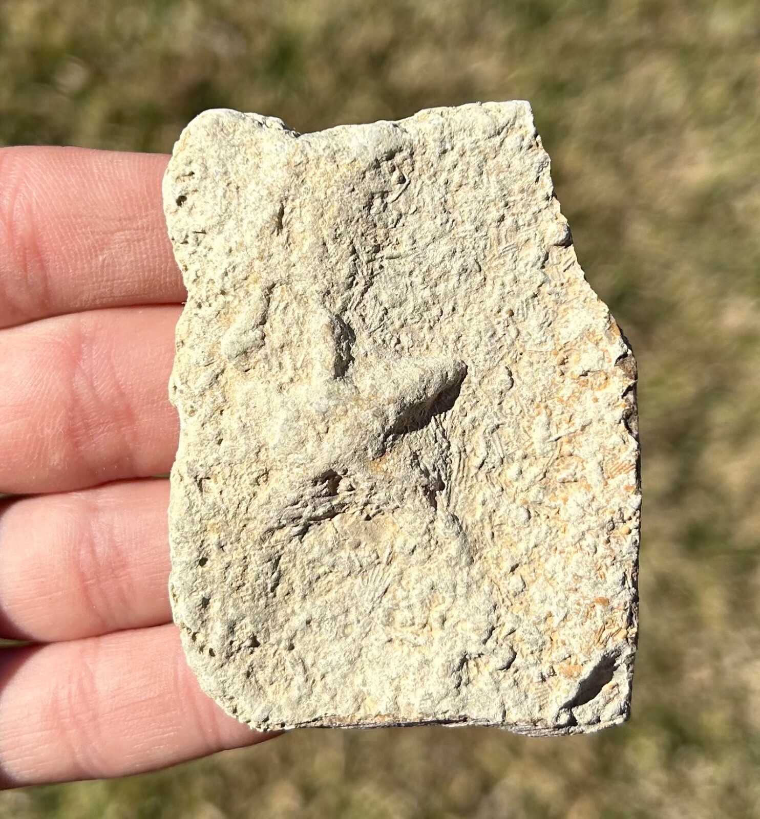 Alabama Fossil Starfish Cast Mississippian Age Bangor Limestone Formation