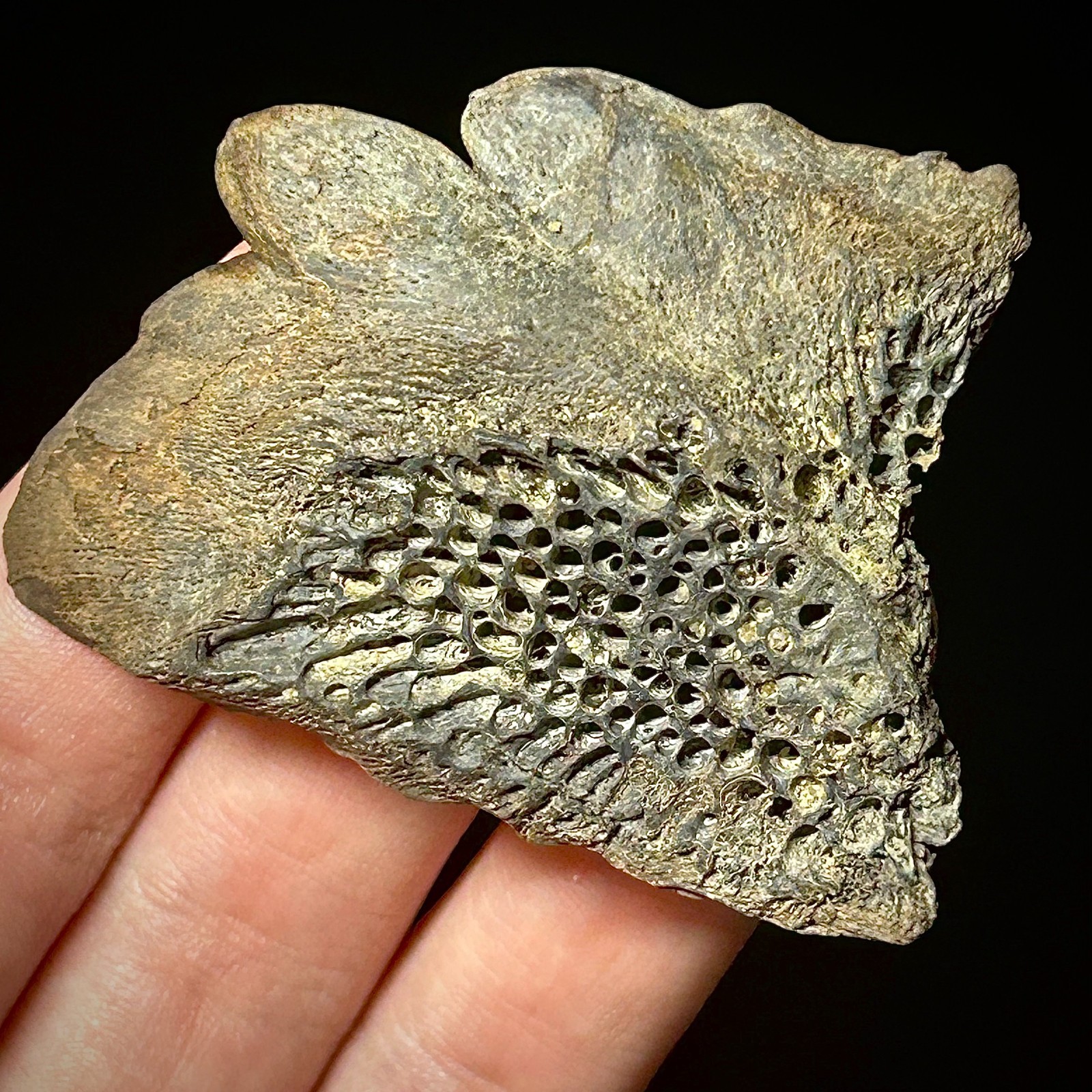 Atlantic Sturgeon Scute (Acipenser cf. oxyrinchus) 2.39" Bony Fish Fossil Dermal