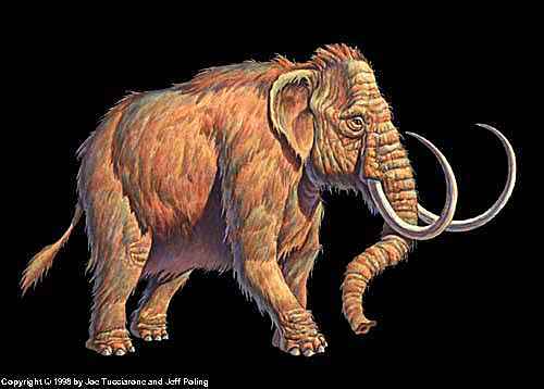 Woolly Mammoth Hair Display Frame - NEW STYLE FRAME