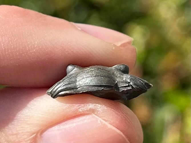 Trilobite Fossil Isotelus maximus Arnheim Formation Enrolled Ordovician Bug