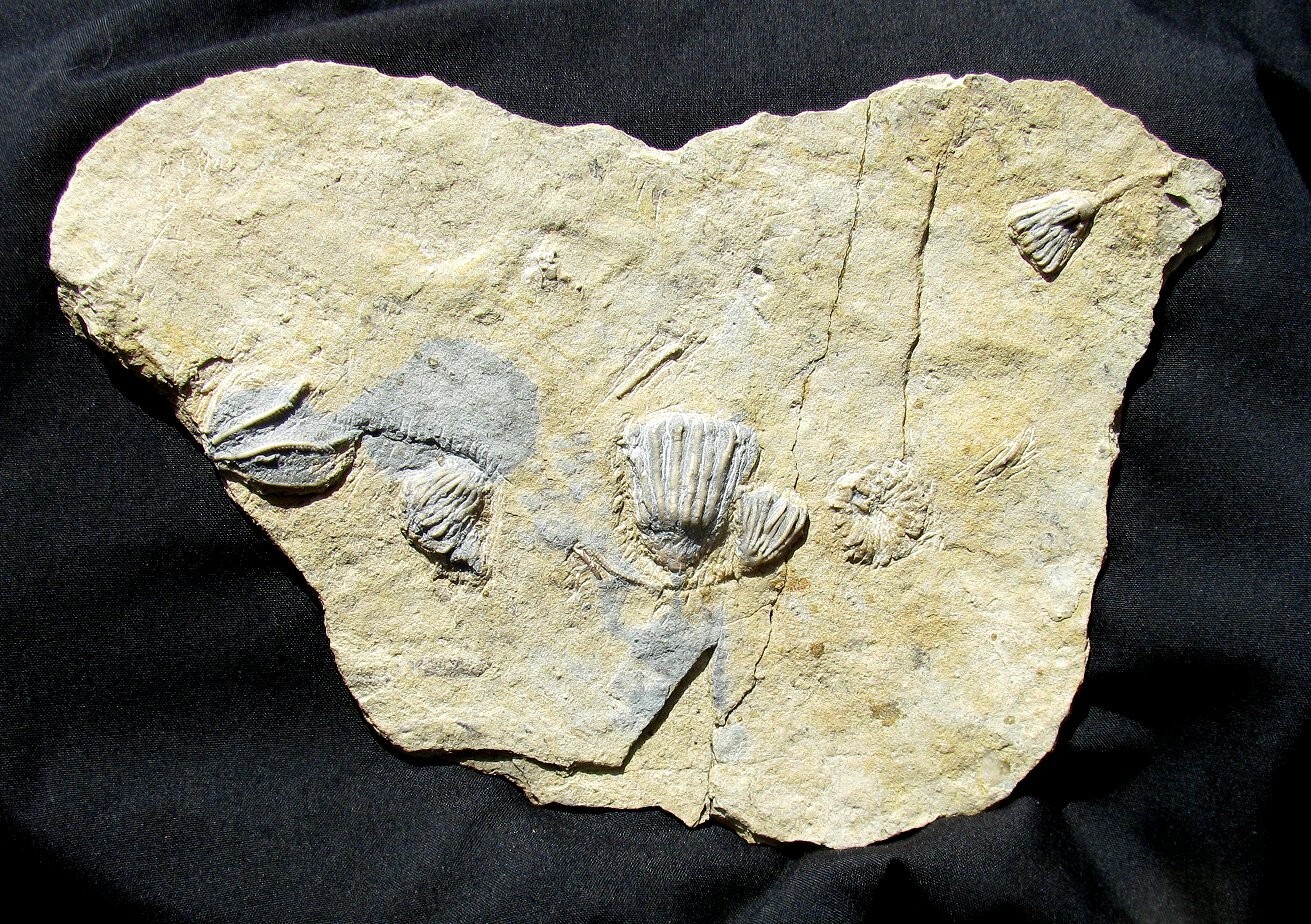 VERY NICE MULTIPLE GILMORE CITY SLAB WITH SIX FOSSIL CRINOIDS - GREAT DETAIL!