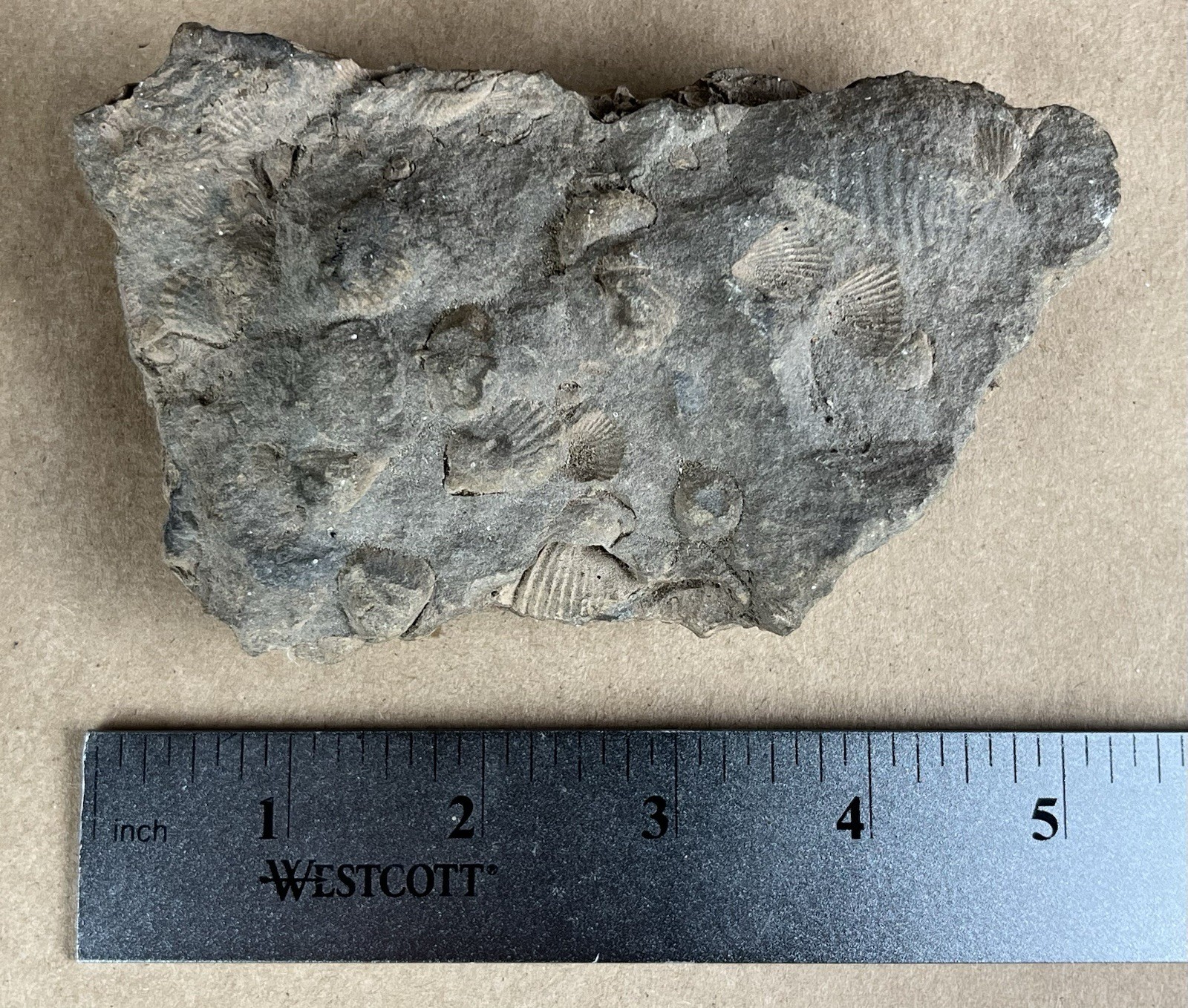 Fossil with Shells 5”