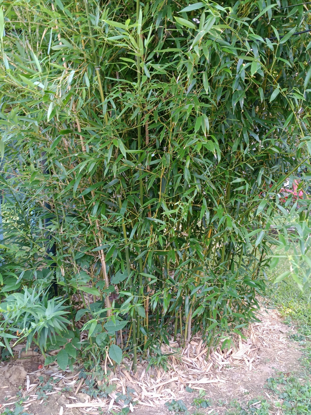 Fall Special MOSO Live Bamboo Root 6pc per order, 5 inches or longer each.