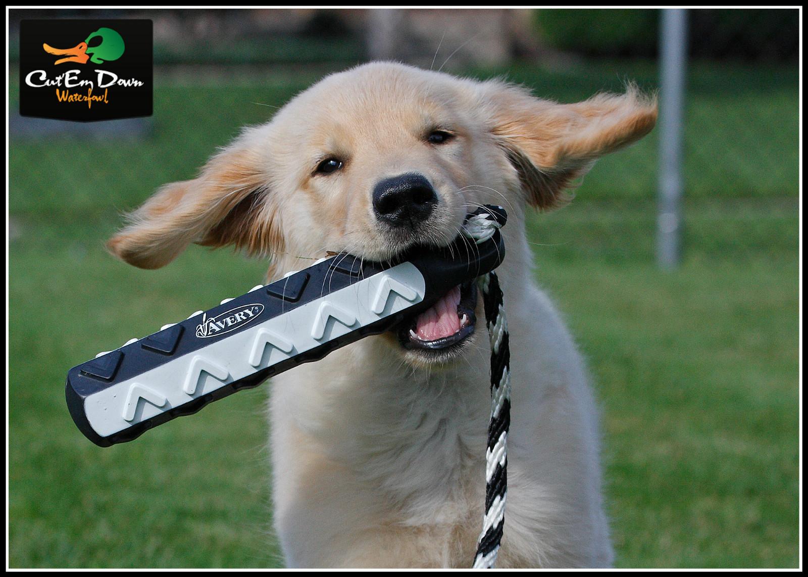 AVERY GREENHEAD GEAR GHG FLASHER HEXA BUMPER 6 PACK DOG TRAINING THROWING DUMMY