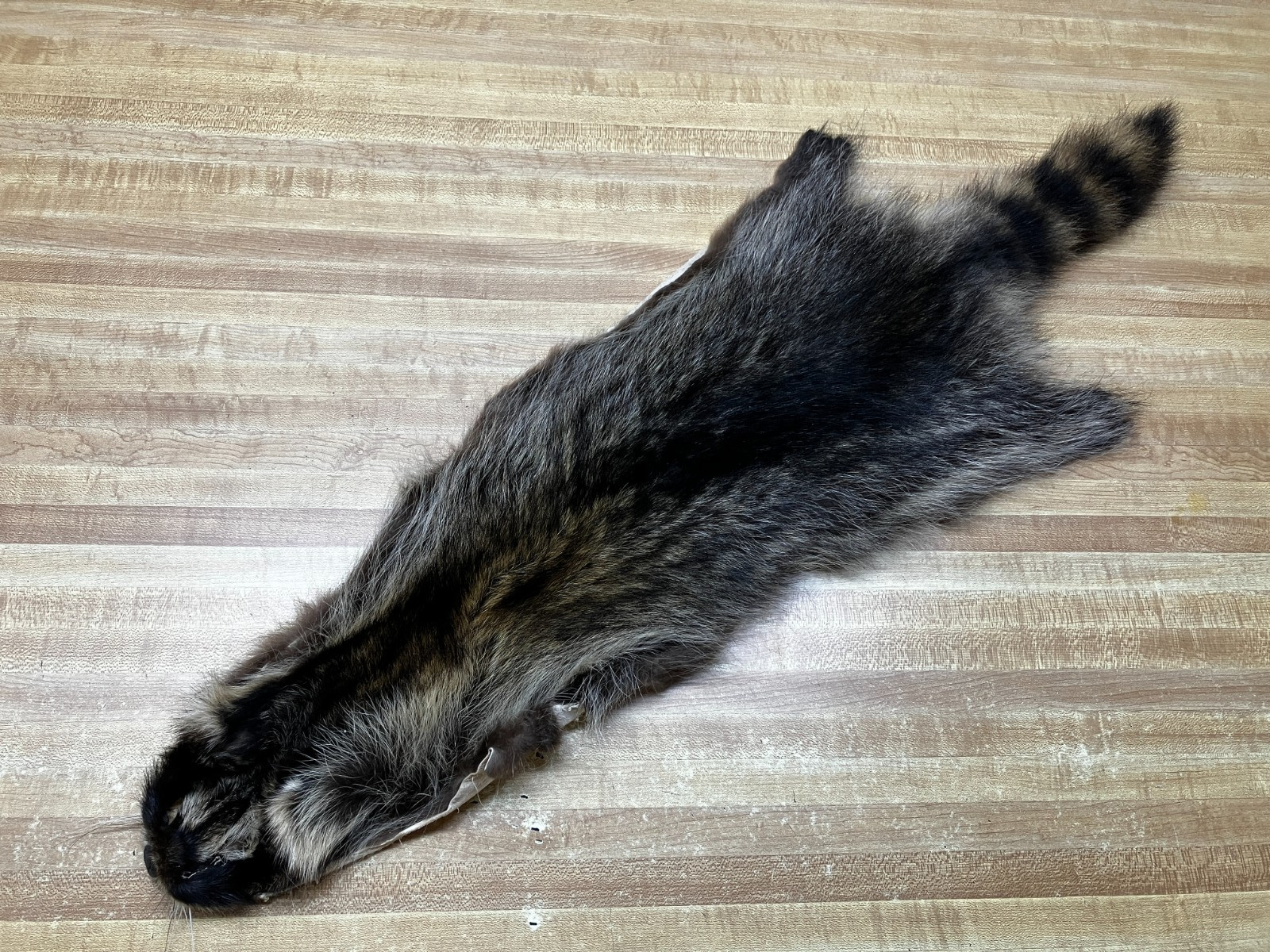 Raccoon Hides, Pelts, Tanned