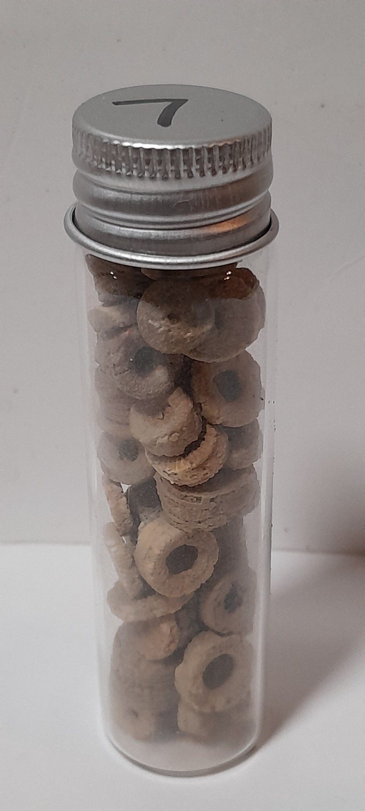 Lot of Crinoid Fossils in Jar 3" Tall