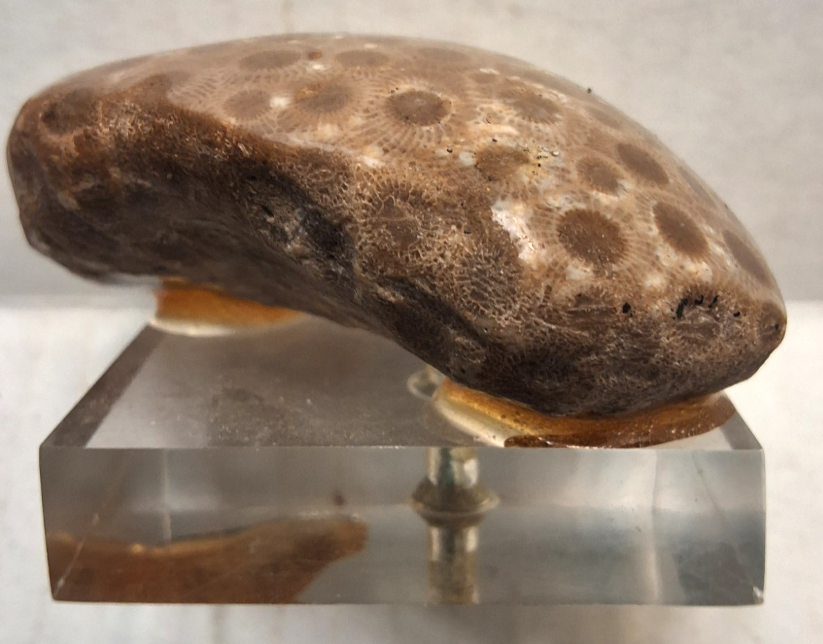 PETOSKEY ROCK MOUNTED ON ACRYLIC STAND PAPERWEIGHT