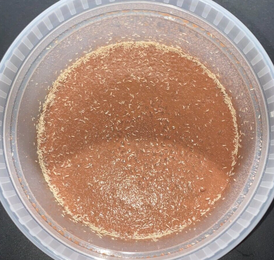 500+ Tropical White Springtails / Clay Culture / 8oz - FREE SHIPPING