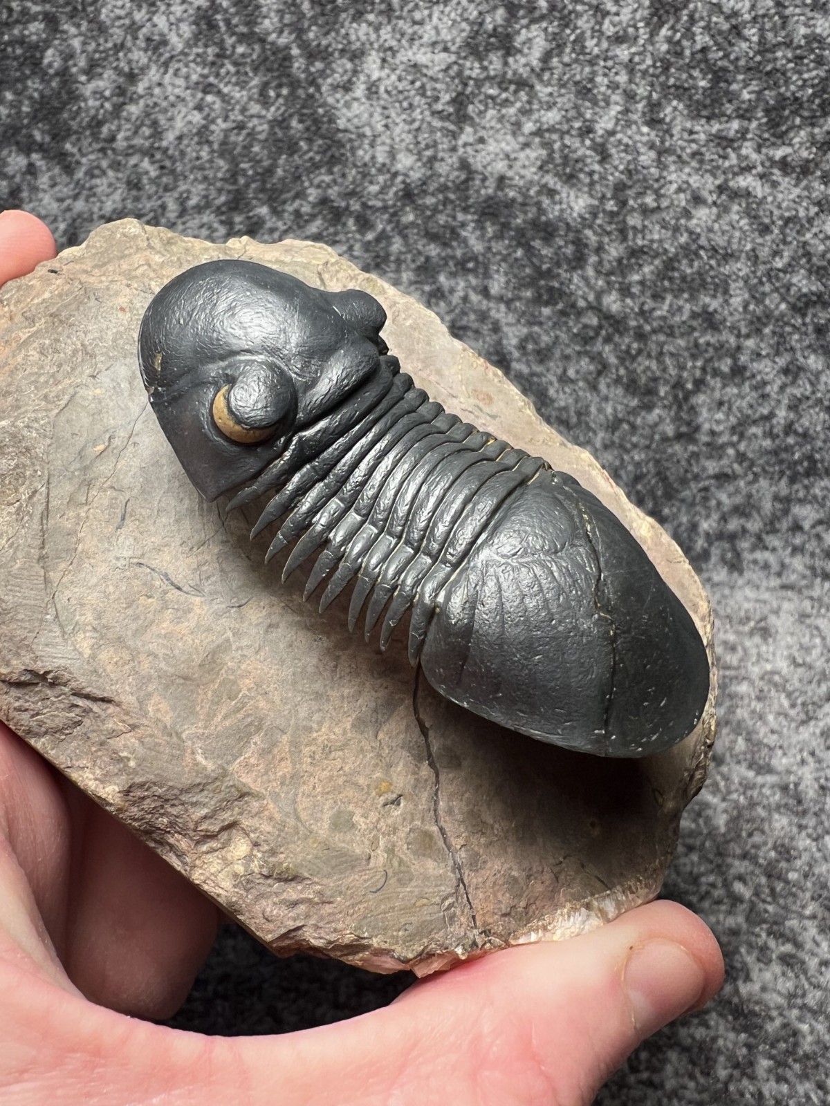 Paralejurus Trilobite Fossil – Flying Preparation with Rare Yellow Eyes