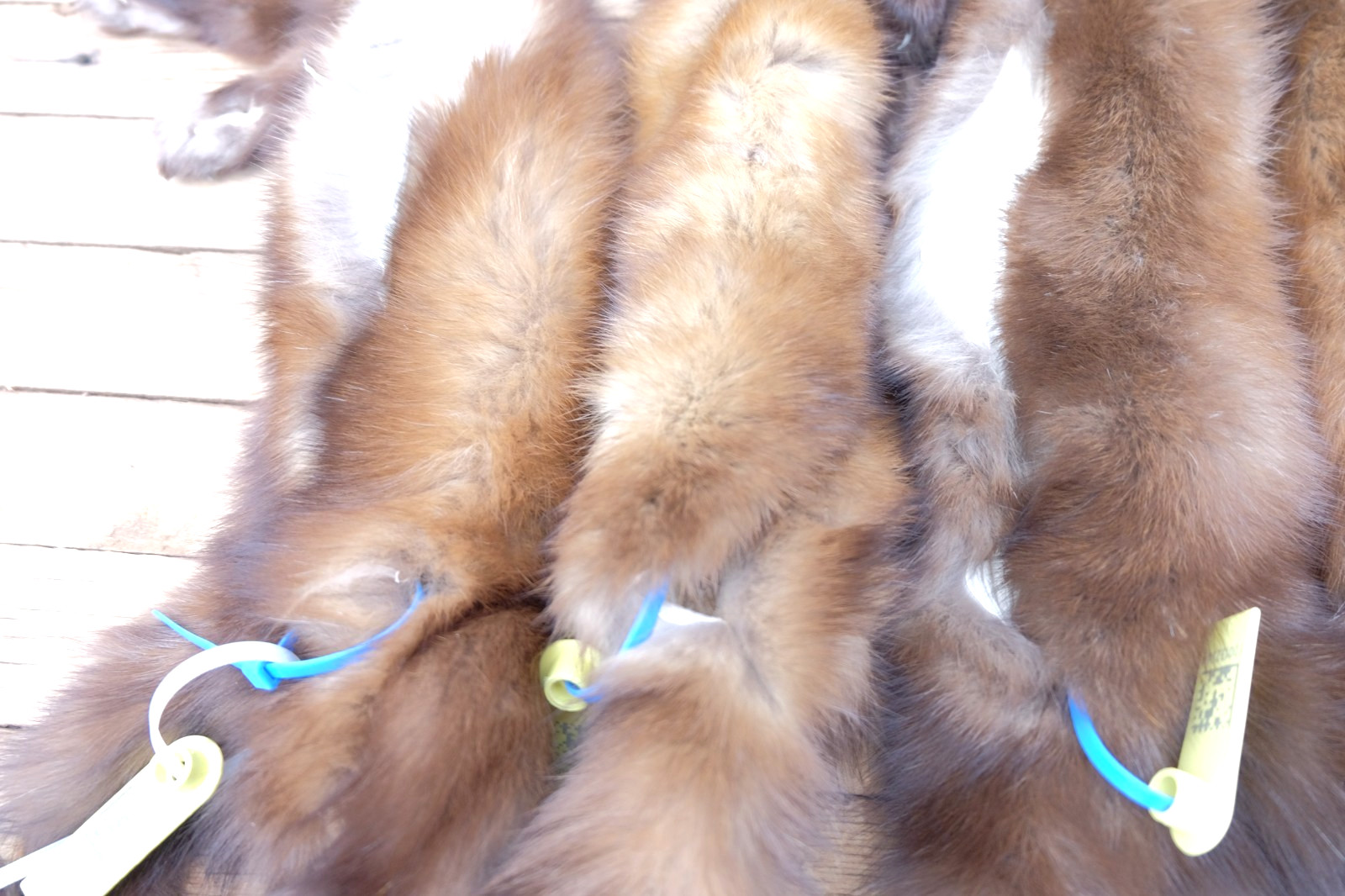 XL Pine Marten Pelts Tanned Fur -Top Taxidermy Quality- Soft Tanned