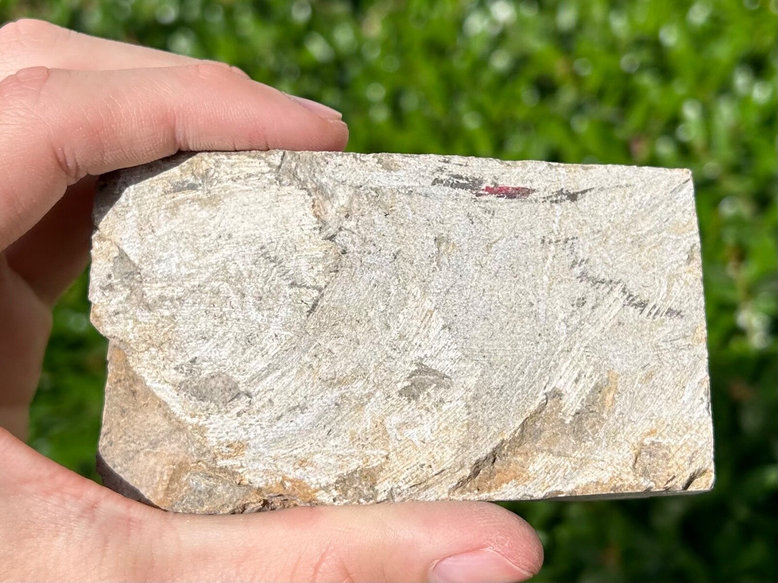 RARE Alabama Fossil Brittle Star and Crinoid in Matrix Cholaster whitei